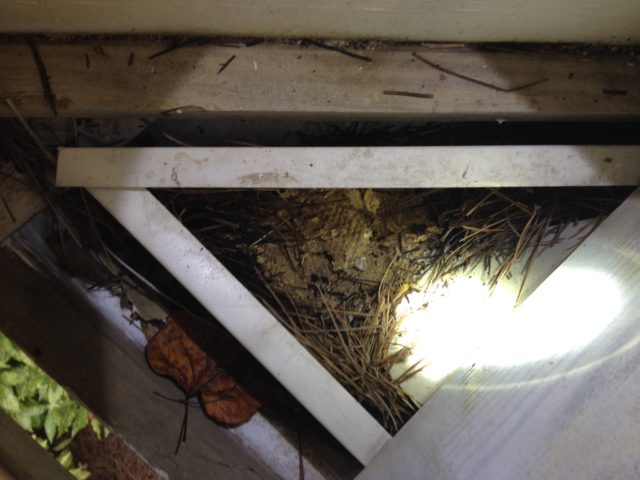 hornet nest removal