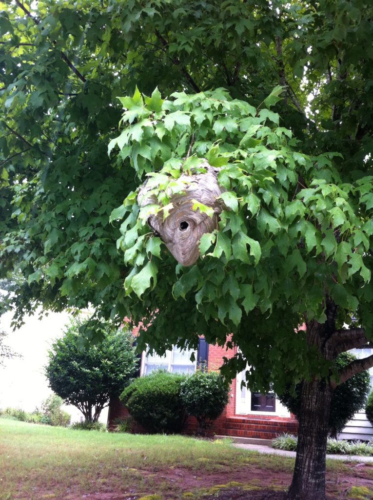 Bald Faced Hornet Nest in Duluth Georgia