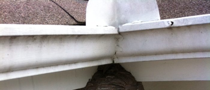 Bald Faced Hornet Nest removed in Cumming GA