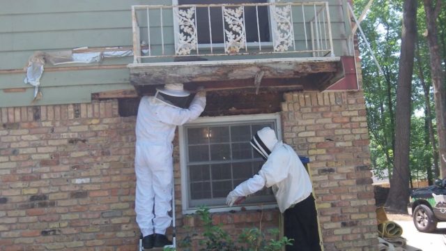 hive removal