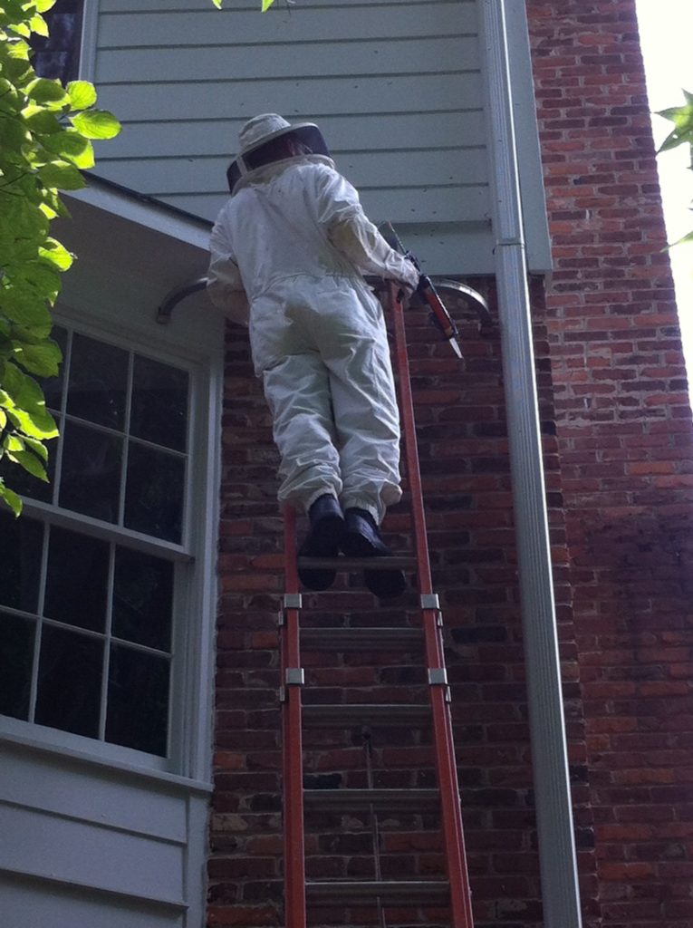 ellijay hornet nest removal