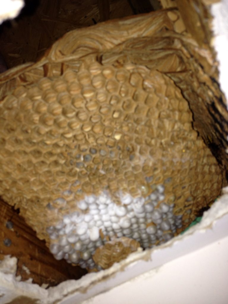 Roswell Hive Removal 