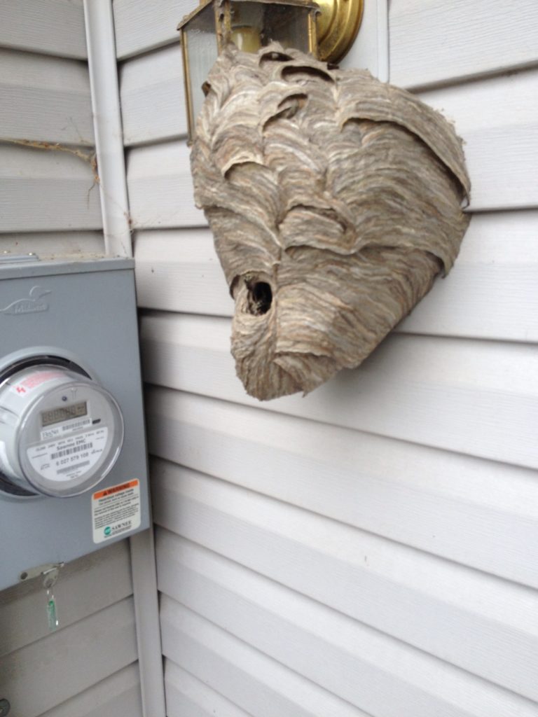 Johns Creek Hornet Nest Removed
