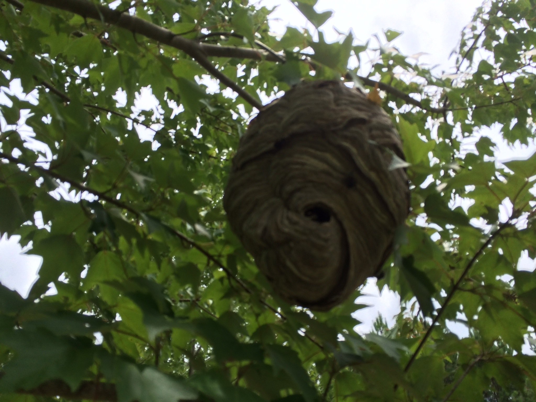 hornet nest removal johns creek