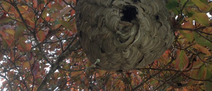 bald faced hornet nest suwanee in Olde Atlanta Golf Club